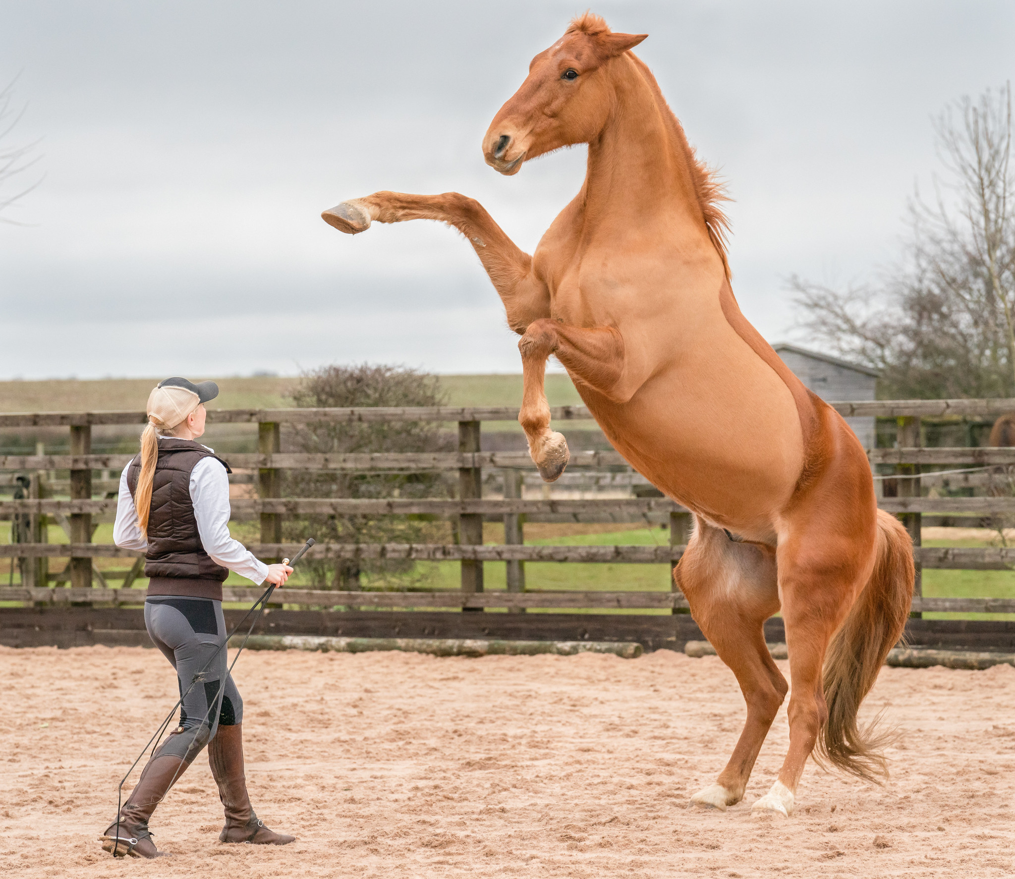 Mia Spirit & Solo at home, in the outside arena