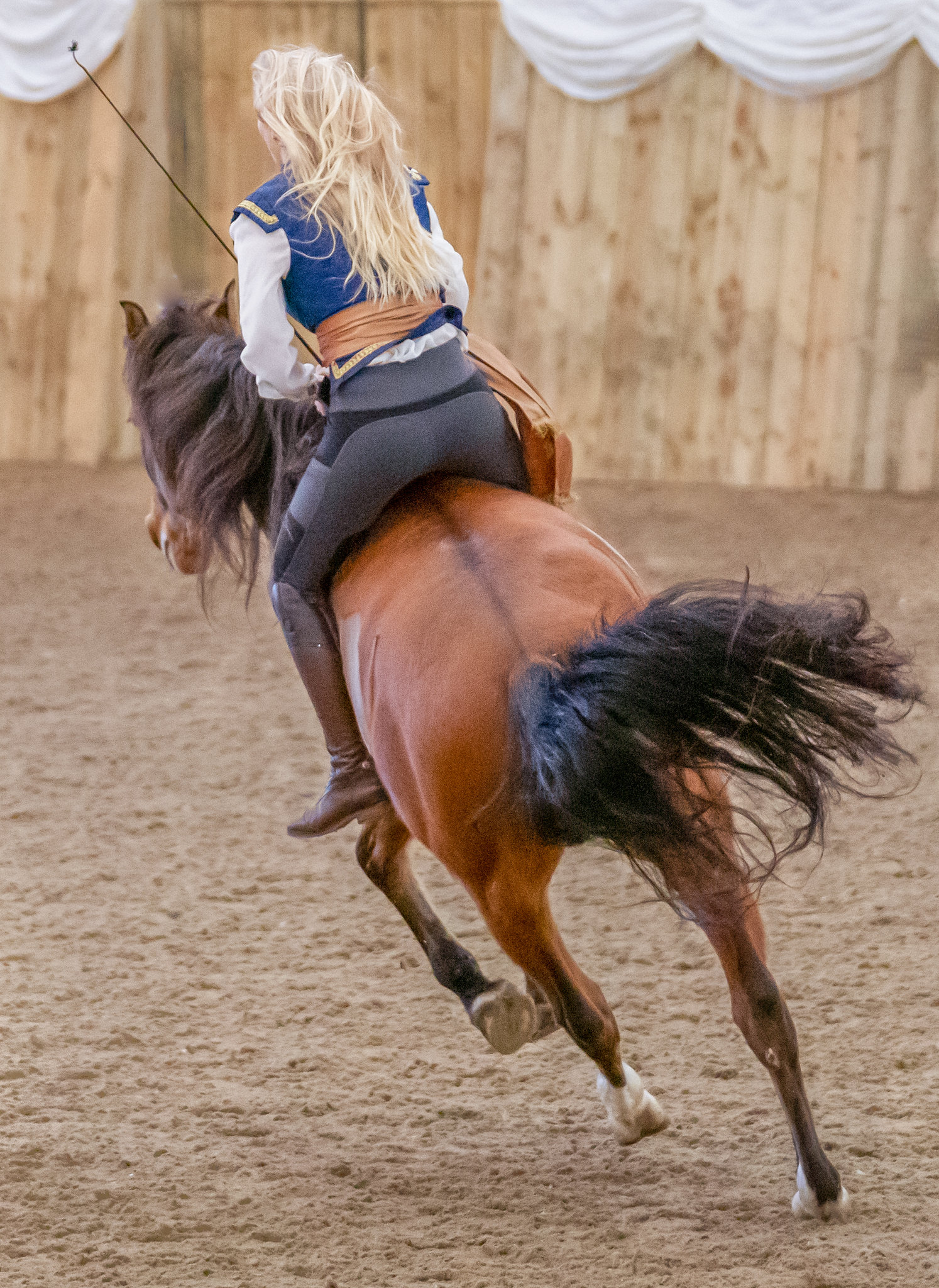 Mia, Solo & Spirit performing with Atkinson Action Horses for Australia